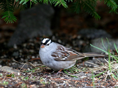IMG_0174 White-crowned Sparrow.jpg