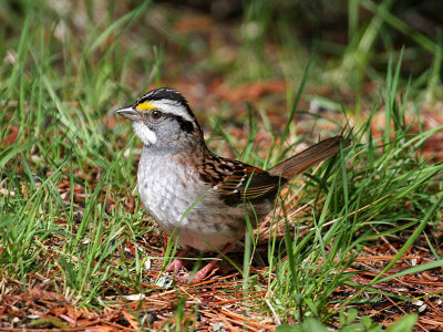 IMG_6592 White-throated Sparrow.jpg