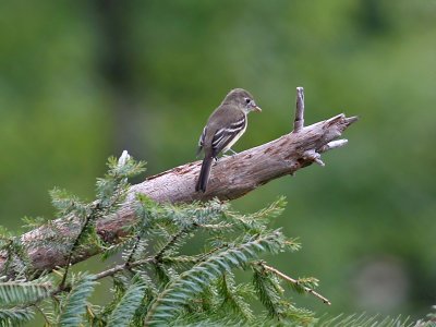 IMG_9375 Least Flycatcher.jpg