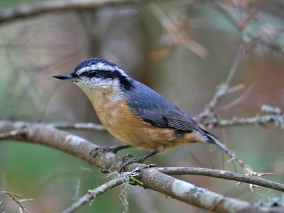 IMG_0097 Red-breasted Nuthatch.jpg