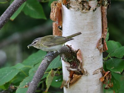 IMG_9114 Red-eyed Vireo.jpg