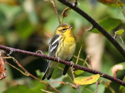 IMG_9255 Blackburnian Warbler.jpg