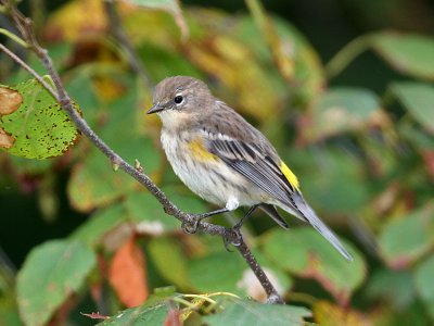 IMG_9101 Yellow-rumped Warbler.jpg