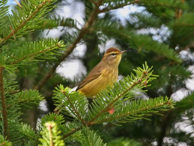 IMG_0075  Palm Warbler.jpg