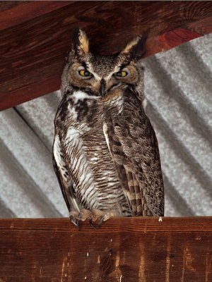 IMG_6722 Great Horned Owl.jpg