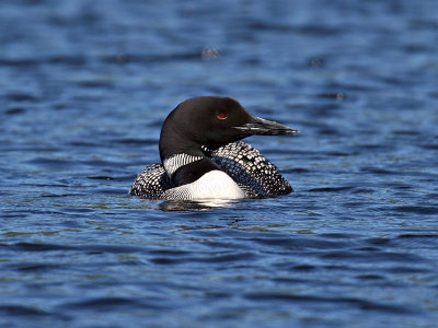 IMG_3679 Common Loon.jpg