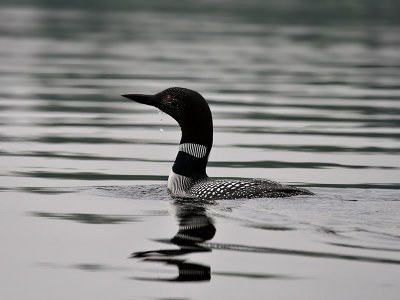 IMG_0766 Common Loon.jpg