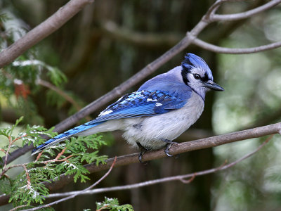 IMG_0132 Blue Jay.jpg