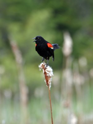 IMG_0515 Red-winged Blackbird.jpg