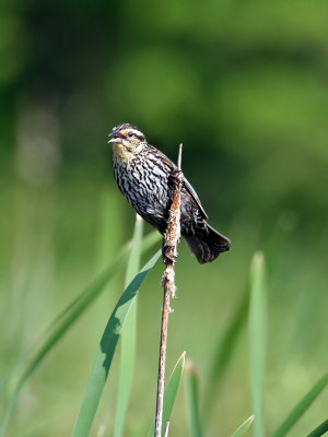 IMG_1154 Red-winged Blackbird.jpg