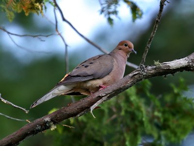 IMG_2964 Mourning Dove.jpg