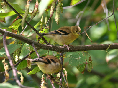 IMG_8639 American Goldfinch.jpg