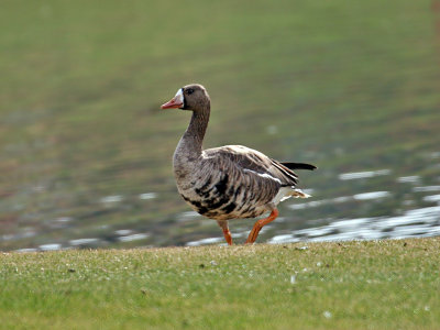IMG_2629 Greater White-fronted Goose.jpg