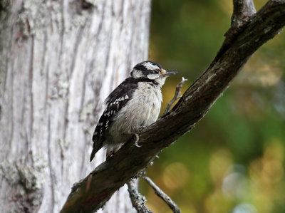 IMG_2948 Downy Woodpecker female.jpg