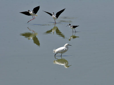 Water and Shore Birds In Arizona