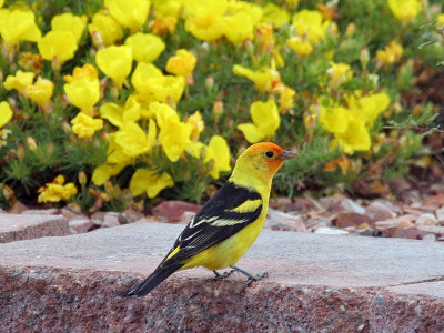 IMG_0737 Western Tanager male.jpg