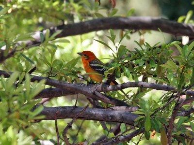 IMG_0058 Flame-colored Tanager.jpg