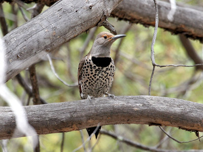 IMG_1213 Northern Flicker red-shafted.jpg