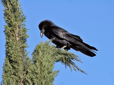 IMG_7382a Chihuahuan Raven.jpg