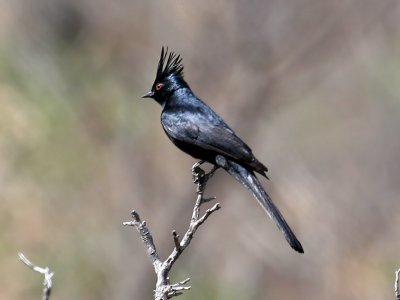 IMG_1299 Phainopepla.jpg