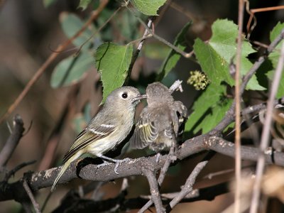 IMG_1371 Huttons Vireo.jpg