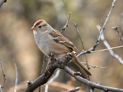 IMG_1680 White-crowned Sparrow.jpg
