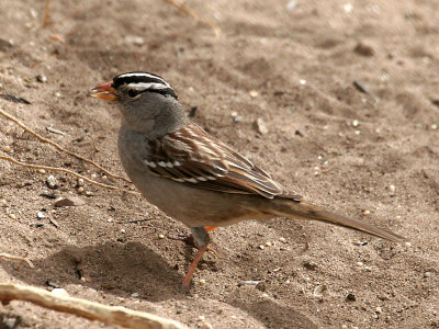 IMG_1690 White-Crowned Sparrow.jpg
