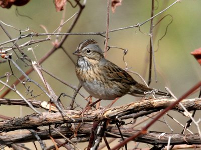 IMG_1521 Lincoln's Sparrow.jpg