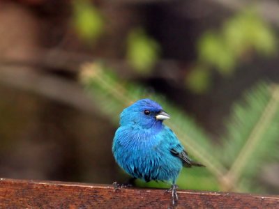 IMG_2009 Indigo Bunting.jpg