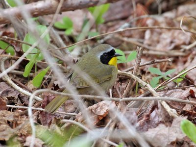 IMG_2334 Common Yellowthroat.jpg