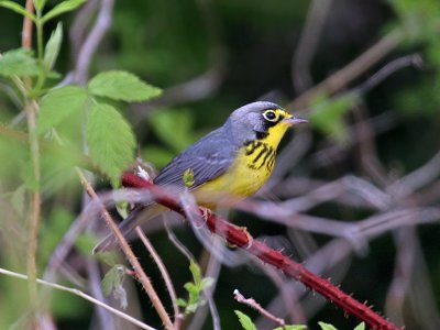 IMG_2565 Canada Warbler.jpg