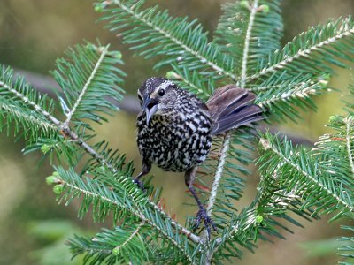 IMG_2883 Red-winged Blackbird.jpg