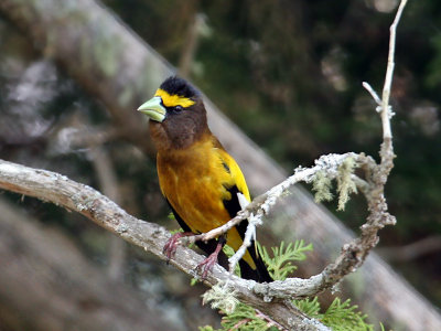 IMG_2810 Evening Grosbeak male.jpg