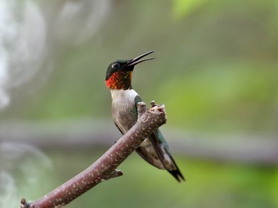 IMG_2888 Ruby-throated Hummingbird.jpg