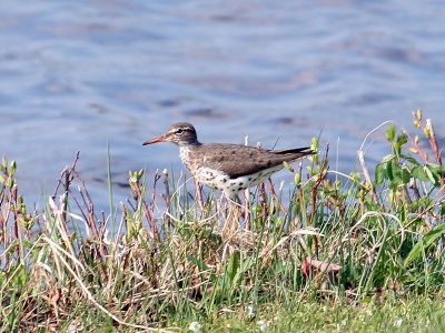 IMG_2738 Spotted Sandpiper.jpg