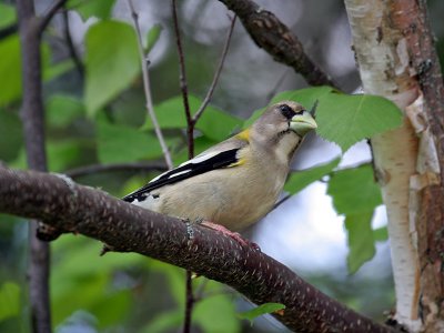 IMG_3255 Evening Grosbeak female.jpg