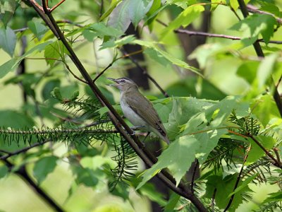 IMG_3554 Red-eyed Vireo.jpg