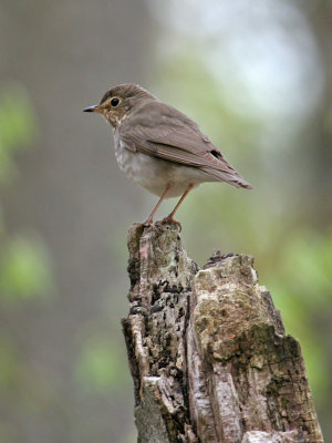 IMG_2304 Swainson's Thrush.jpg