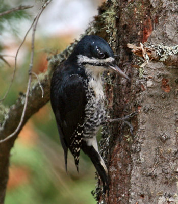 IMG_9791 Black-backed Woodpecker.jpg