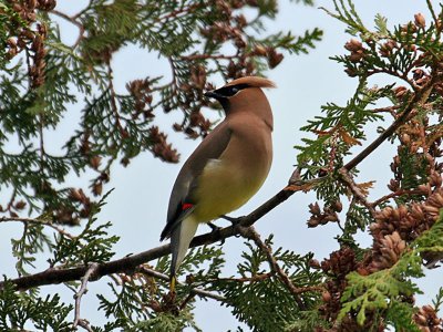 IMG_3652 Cedar Waxwing.jpg