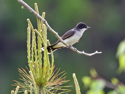 IMG_3944 Eastern Kingbird.jpg