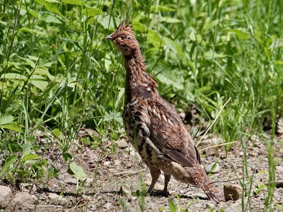 IMG_4463 Partridge.jpg