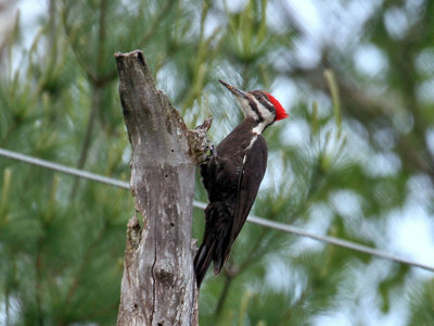 IMG_4328 Pileated Woodpecker.jpg