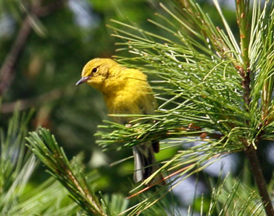 IMG_5248  Pine Warbler.jpg