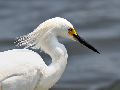 IMG_6371 Snowy Egret.jpg