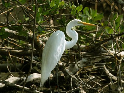 IMG_6436 Great Egret.jpg