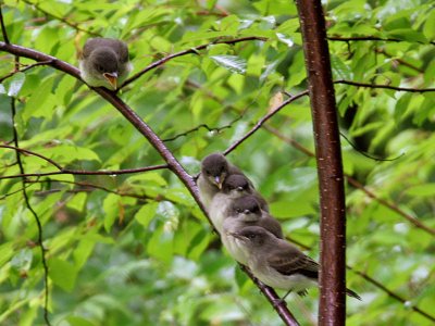 IMG_6061 Eastern Phoebe fledglings.jpg