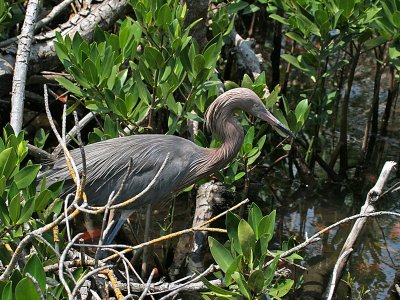 IMG_5881 Reddish Egret.jpg