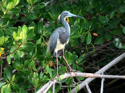 IMG_6122 Tricolored Heron.jpg