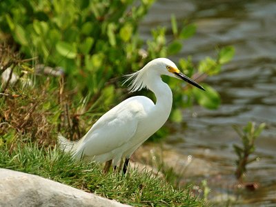 IMG_6365 Snowy Egret.jpg